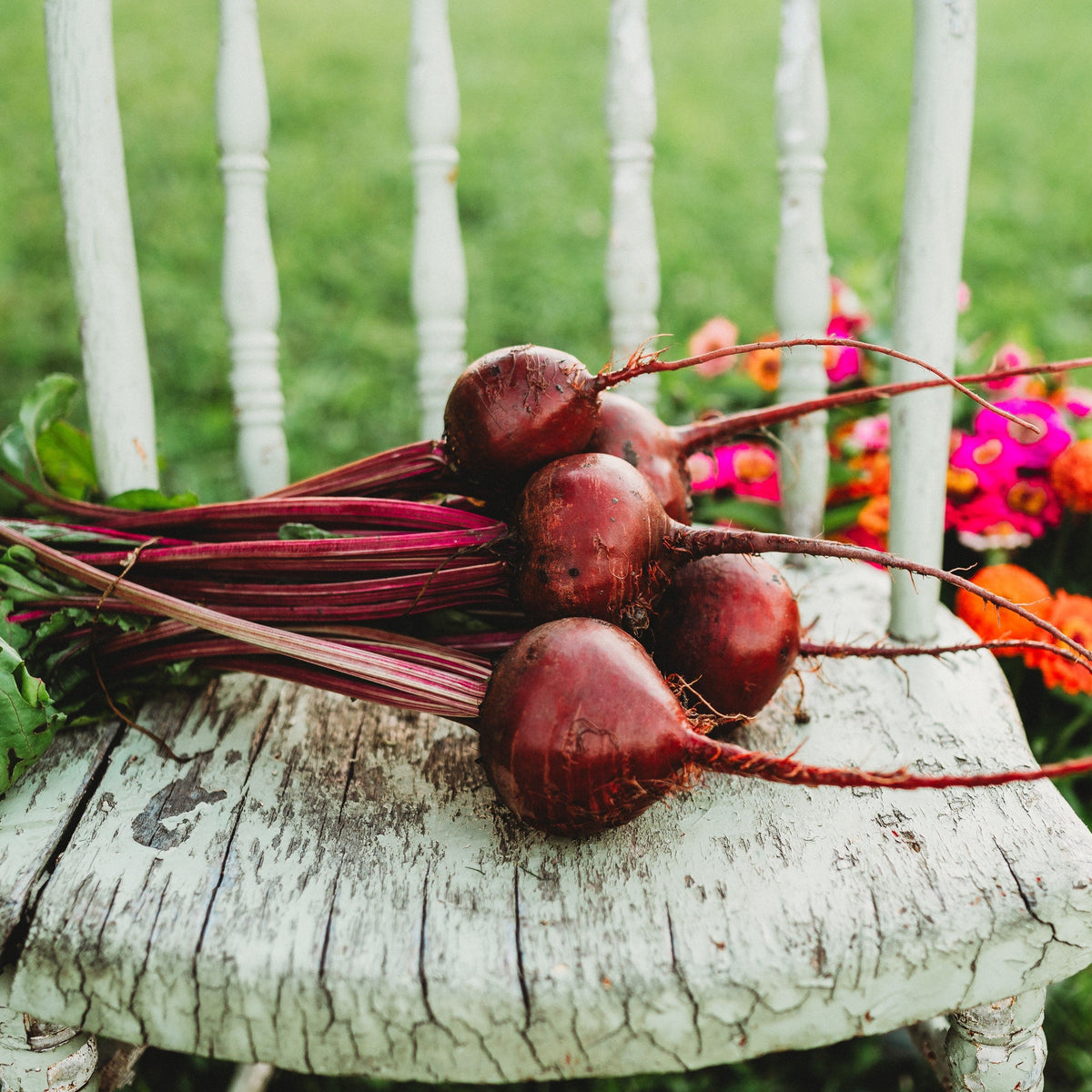 Detroit Dark Red Beet