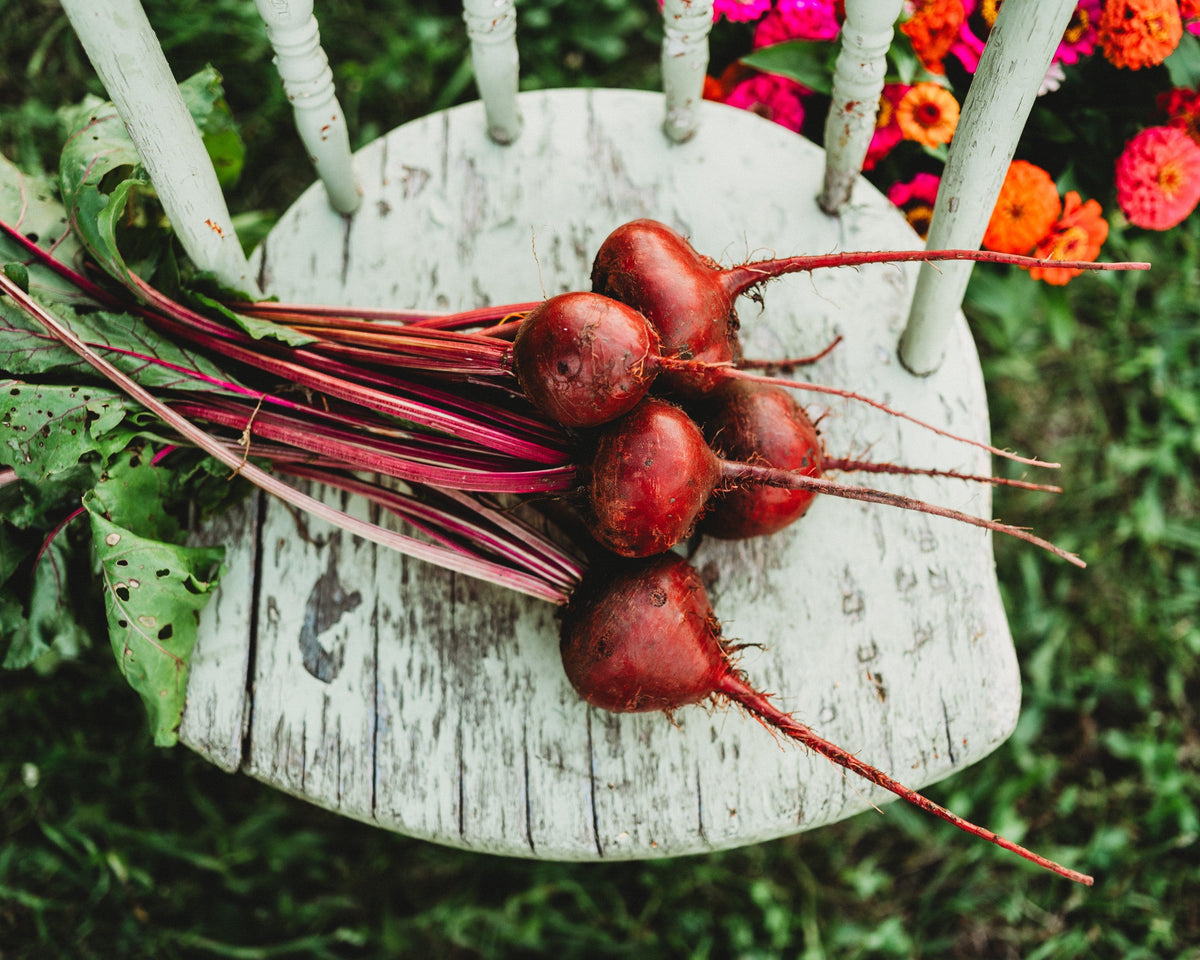 Detroit Dark Red Beet