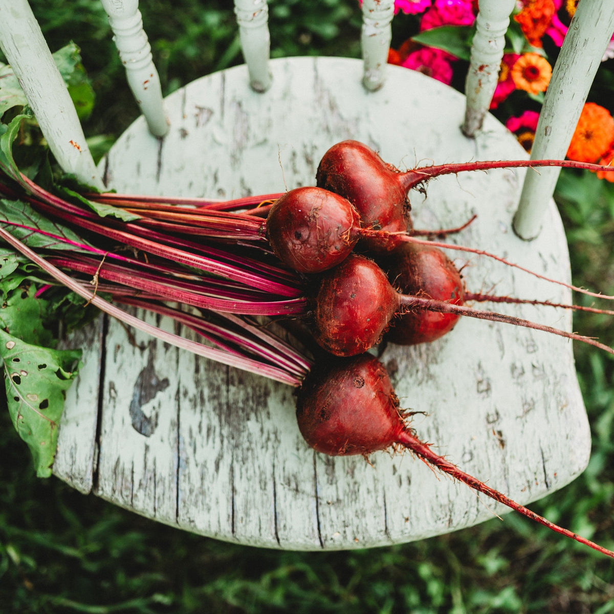 Detroit Dark Red Beet