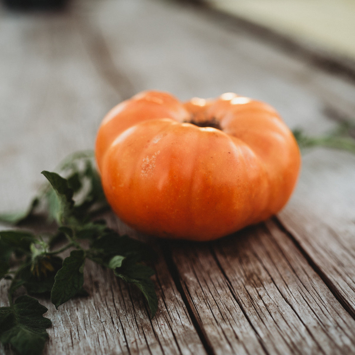 Dr. Wyche&#39;s Yellow Tomato