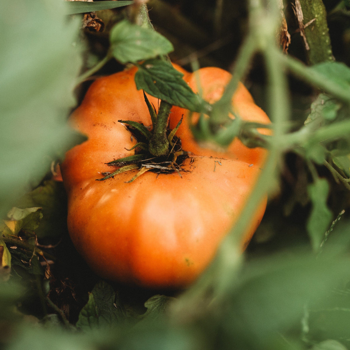 Dr. Wyche&#39;s Yellow Tomato