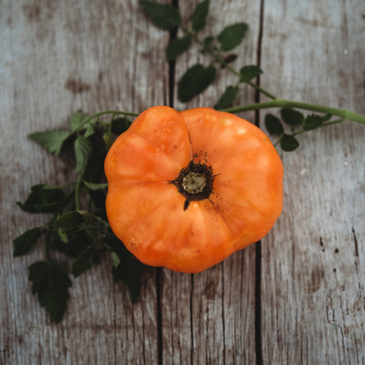 Dr. Wyche&#39;s Yellow Tomato