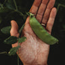 Dwarf Grey Sugar Snap Pea