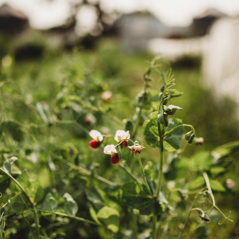 Dwarf Grey Sugar Snap Pea