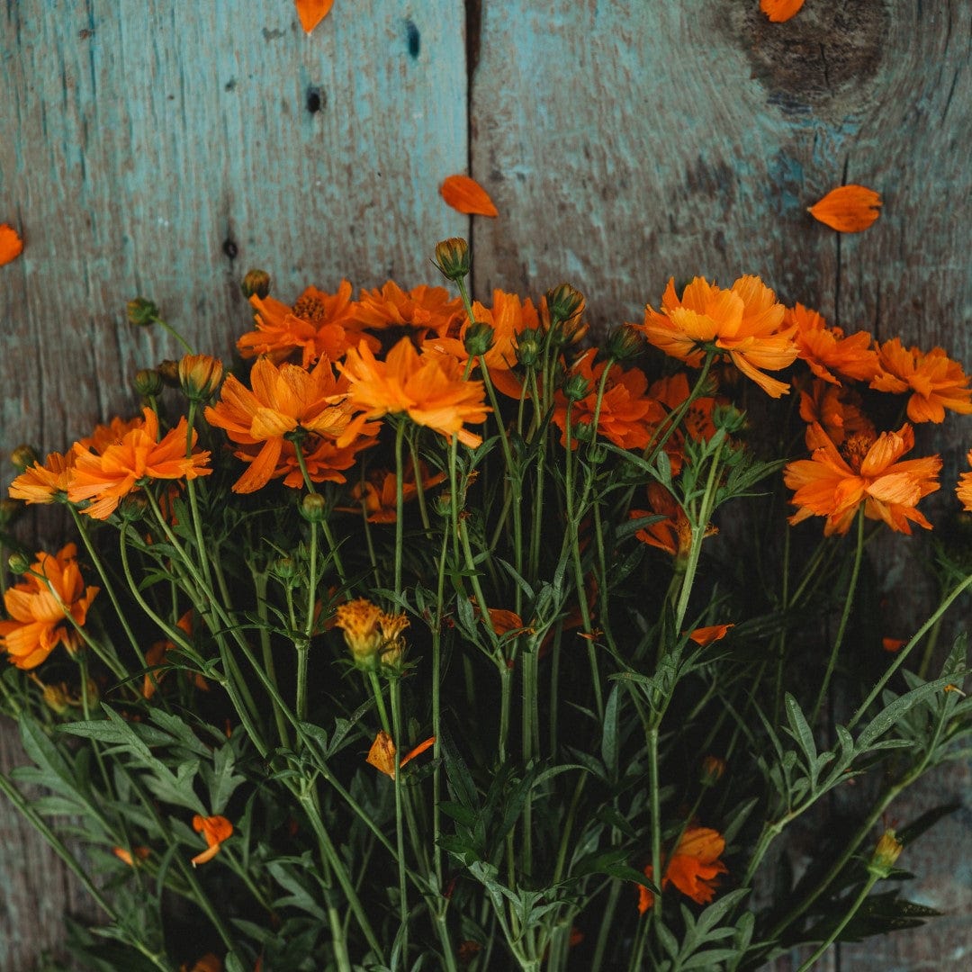 Dwarf Orange Sulphur Cosmos