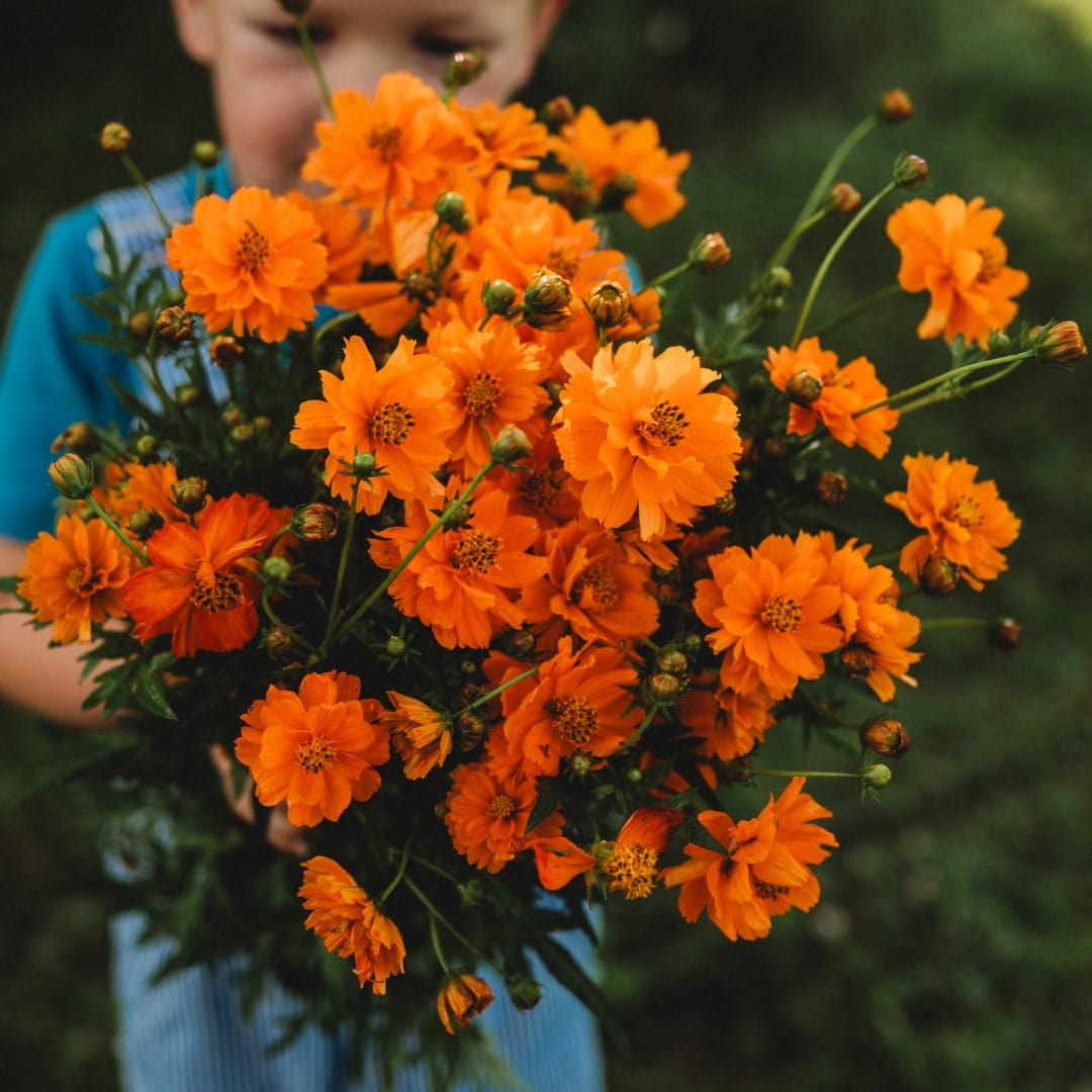 Dwarf Orange Sulphur Cosmos