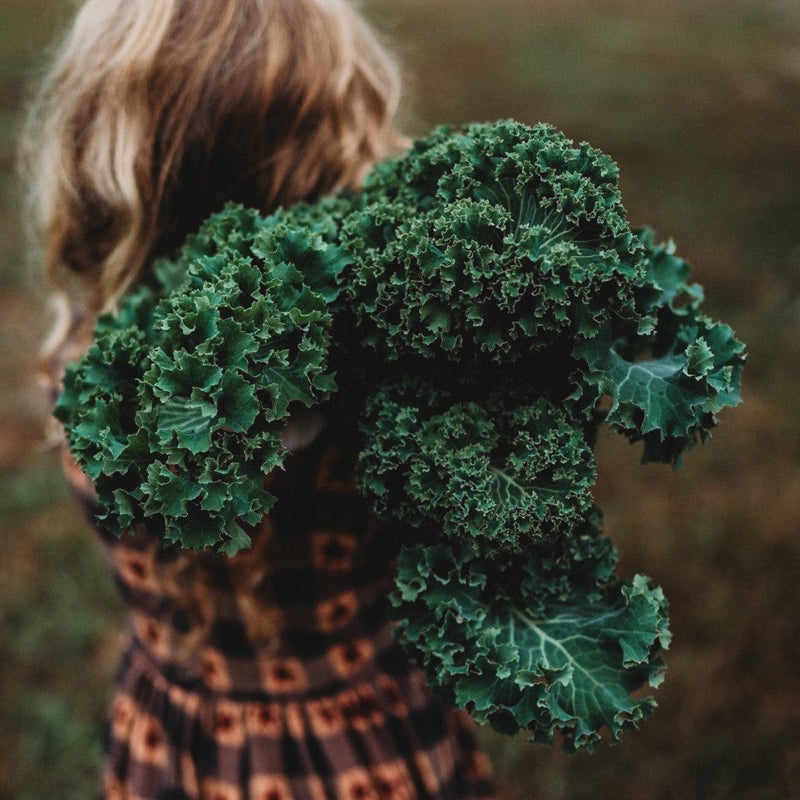 Dwarf Siberian Kale