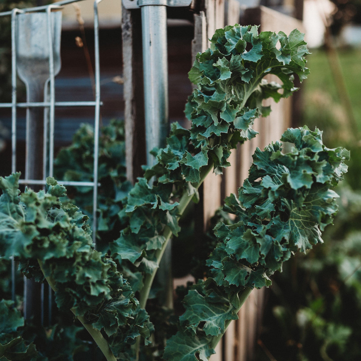 Dwarf Siberian Kale