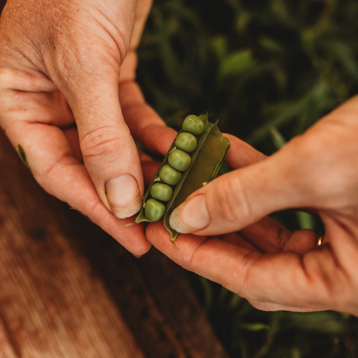 Early Alaska Pea