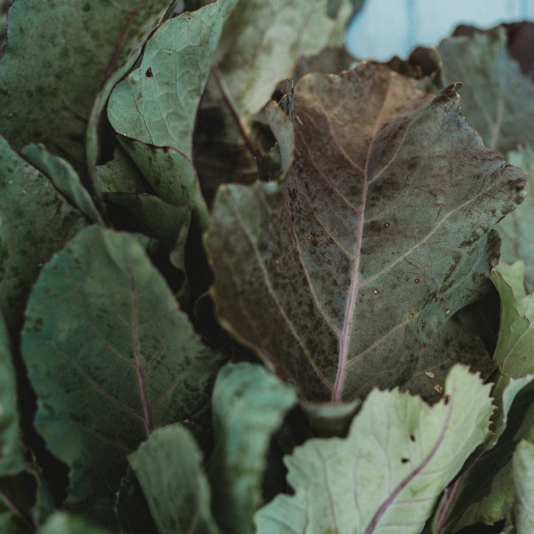 Early Purple Vienna Kohlrabi