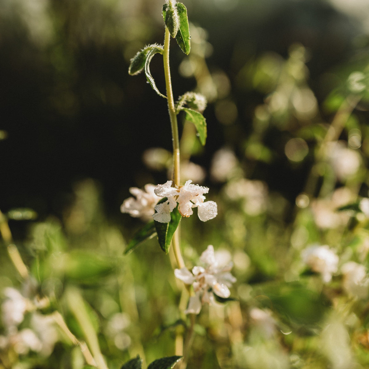 Elegant White Clarkia (Mountain Garland)