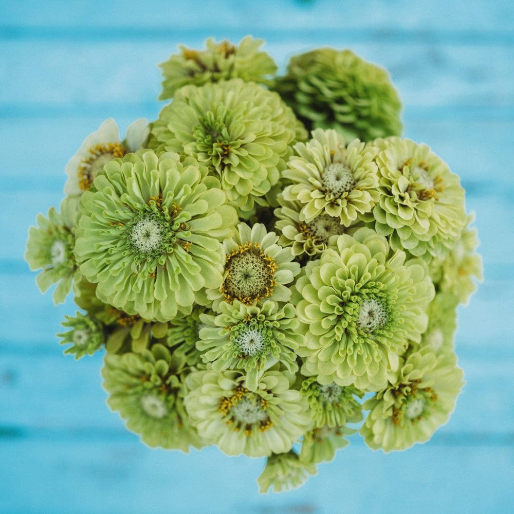 Green Envy Zinnia