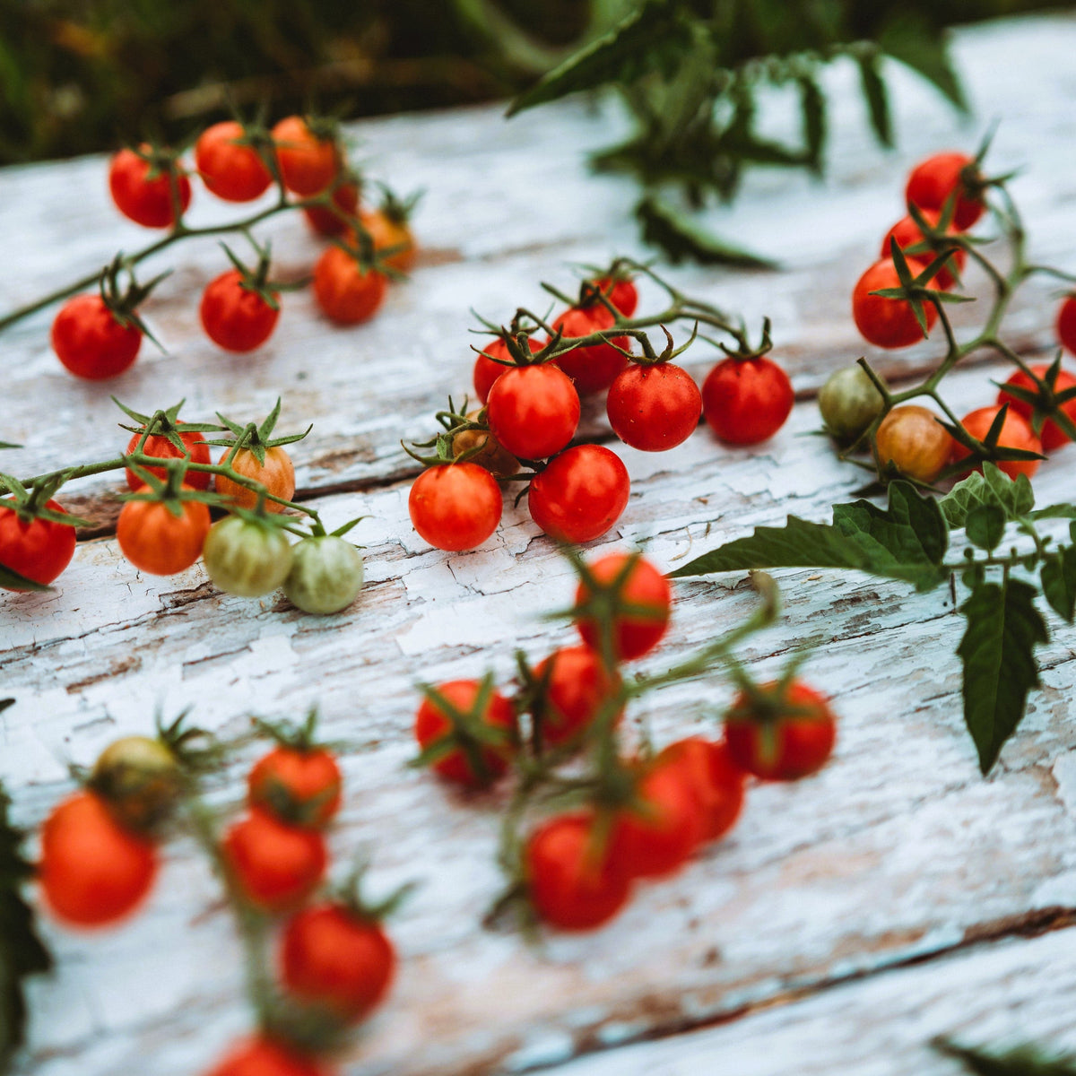 Everglades Tomato