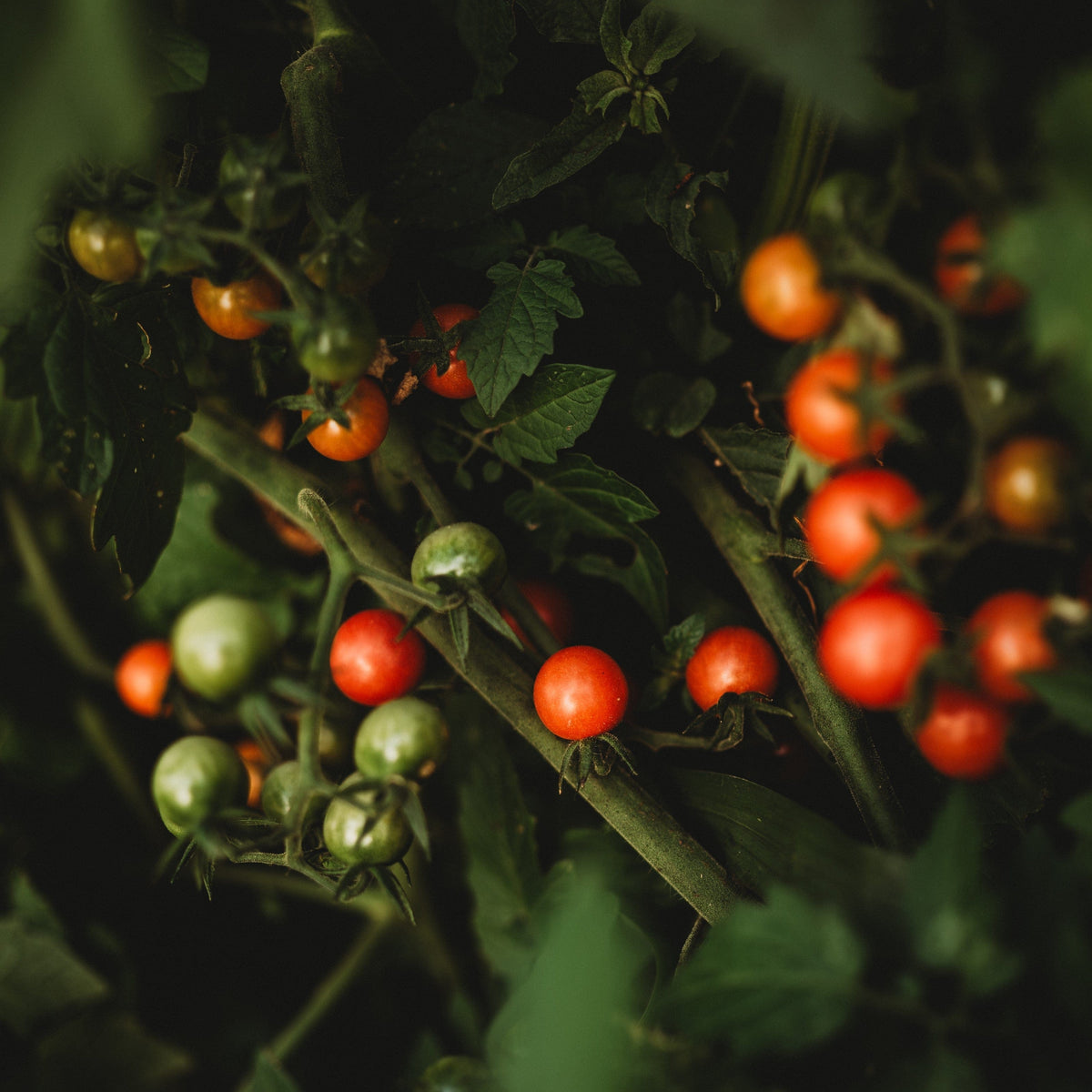 Everglades Tomato