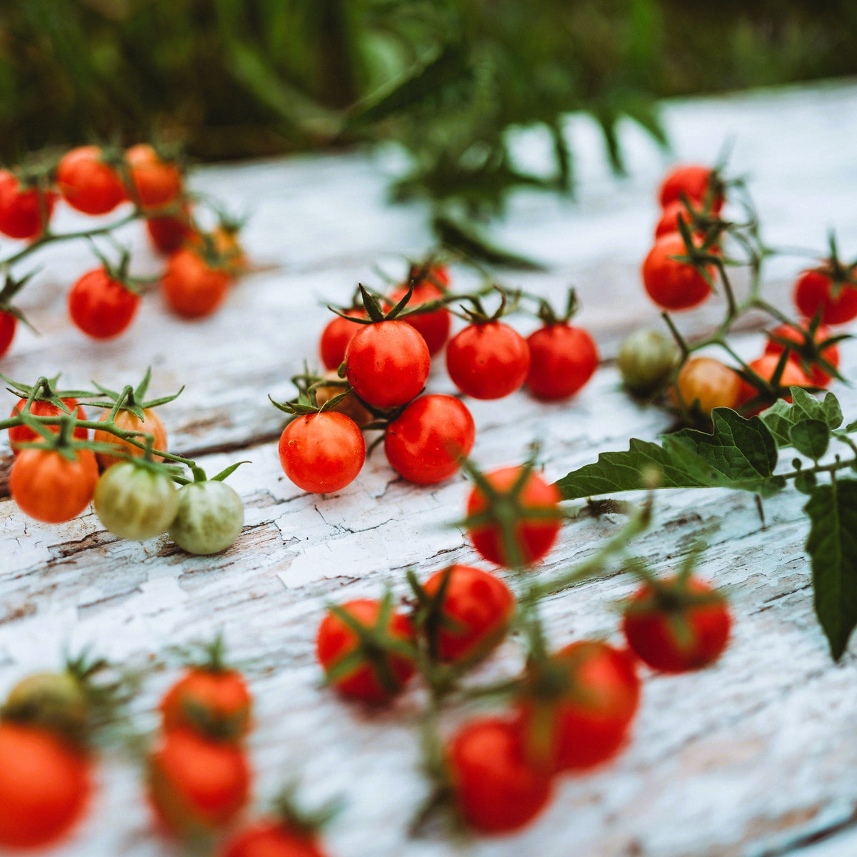 Everglades Tomato