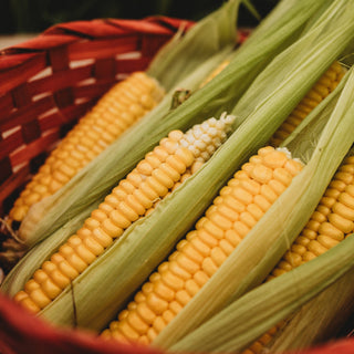 Extra Early Golden Bantam Sweet Corn