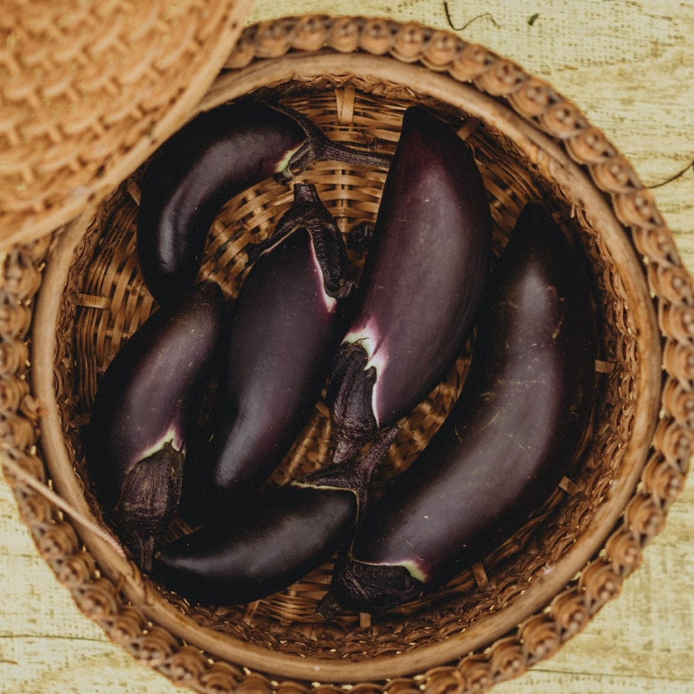 Fengyuan Purple Eggplant