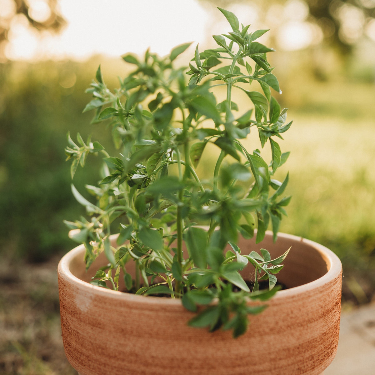 Fino Verde Basil