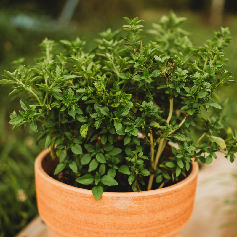 Fino Verde Basil