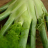 Florence Fennel