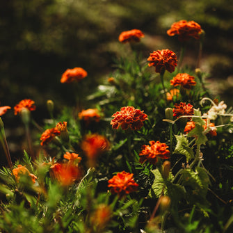 French Marigold