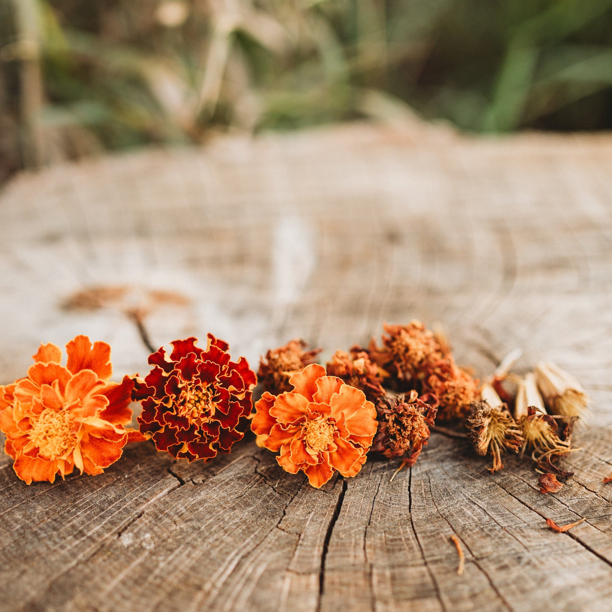 French Marigold