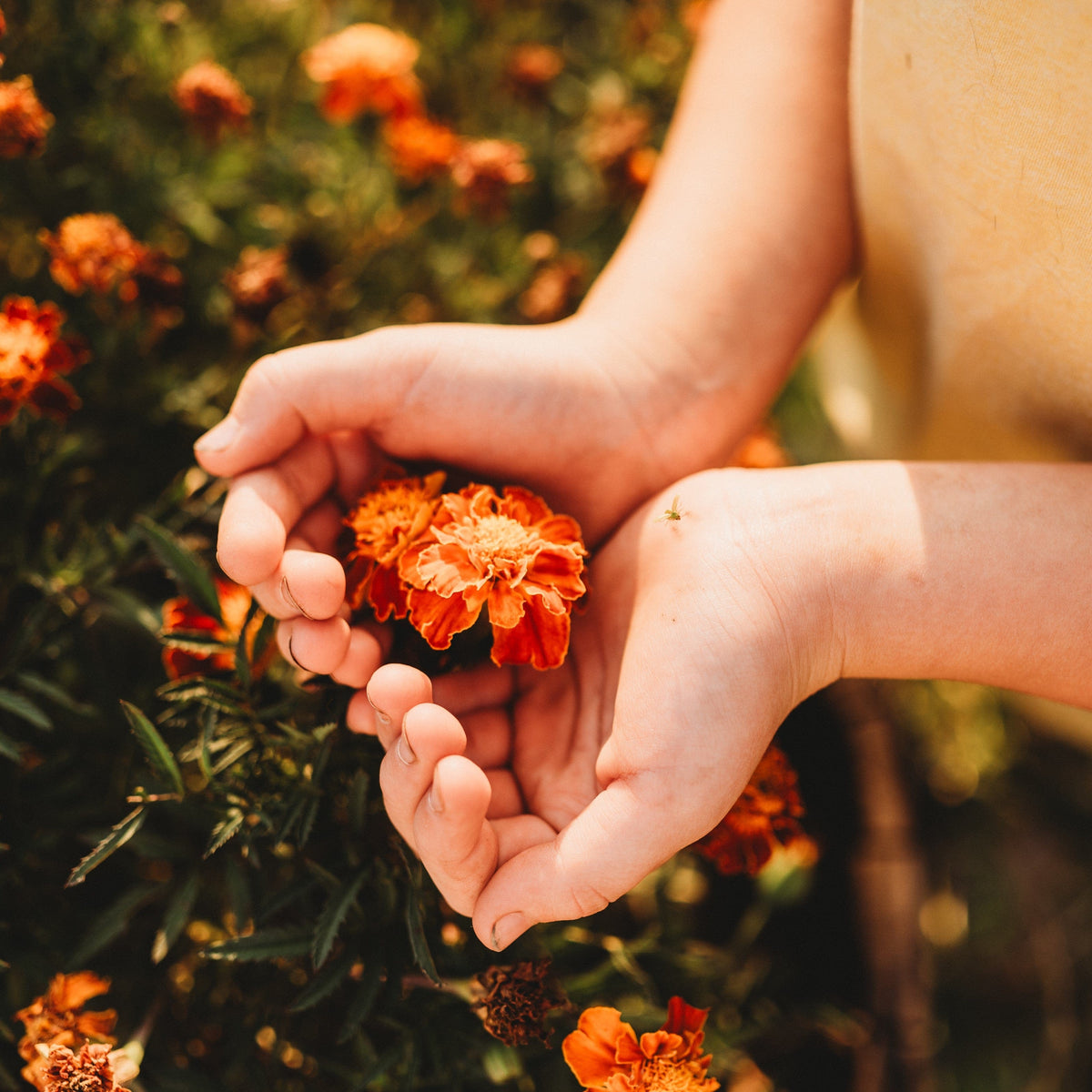 French Marigold