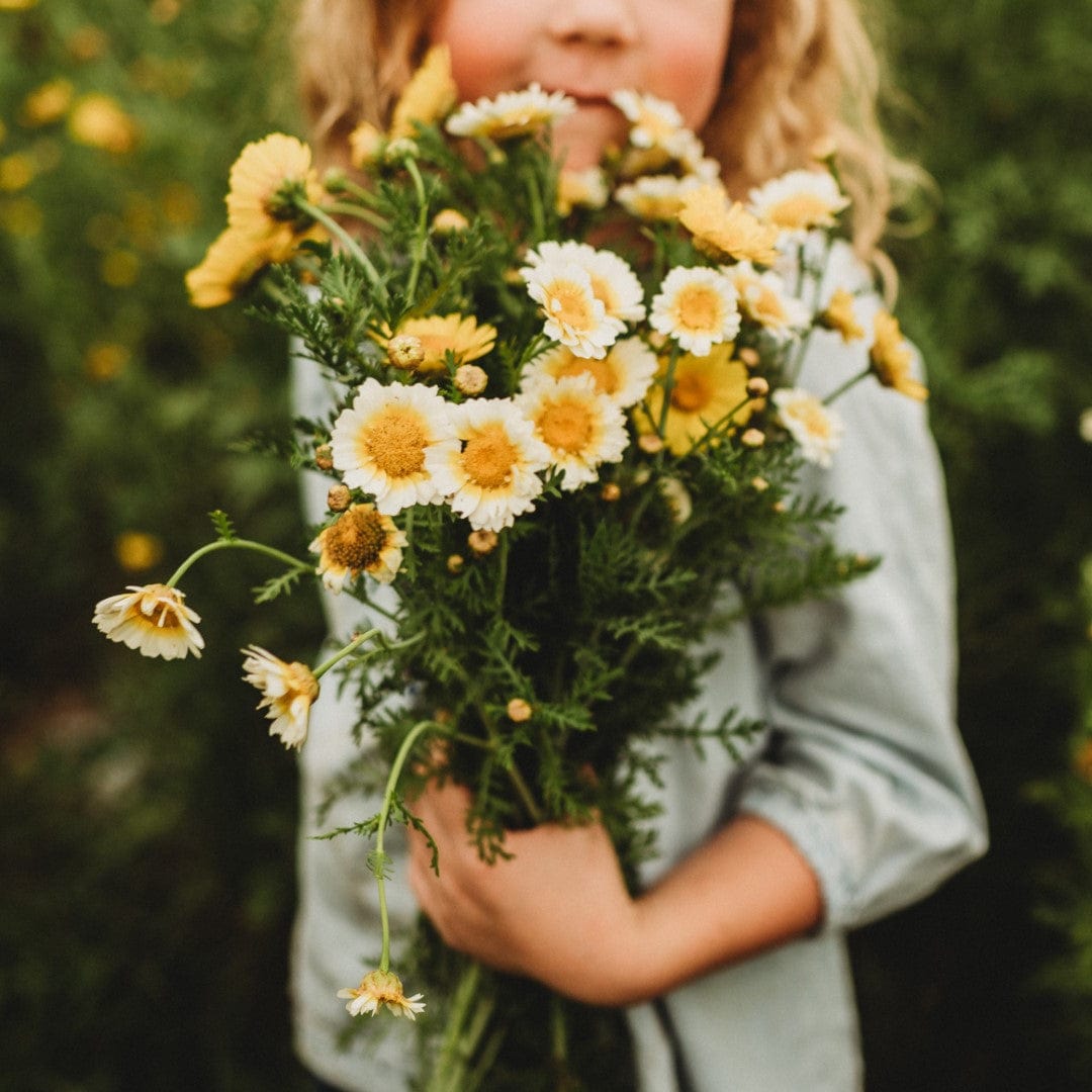 Garland Daisy (Crown Daisy)