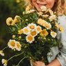 Garland Daisy (Crown Daisy)