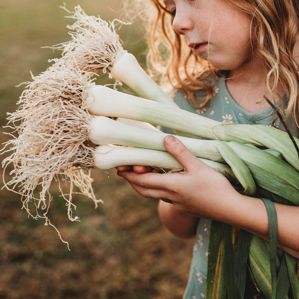 Giant Musselburgh Leek