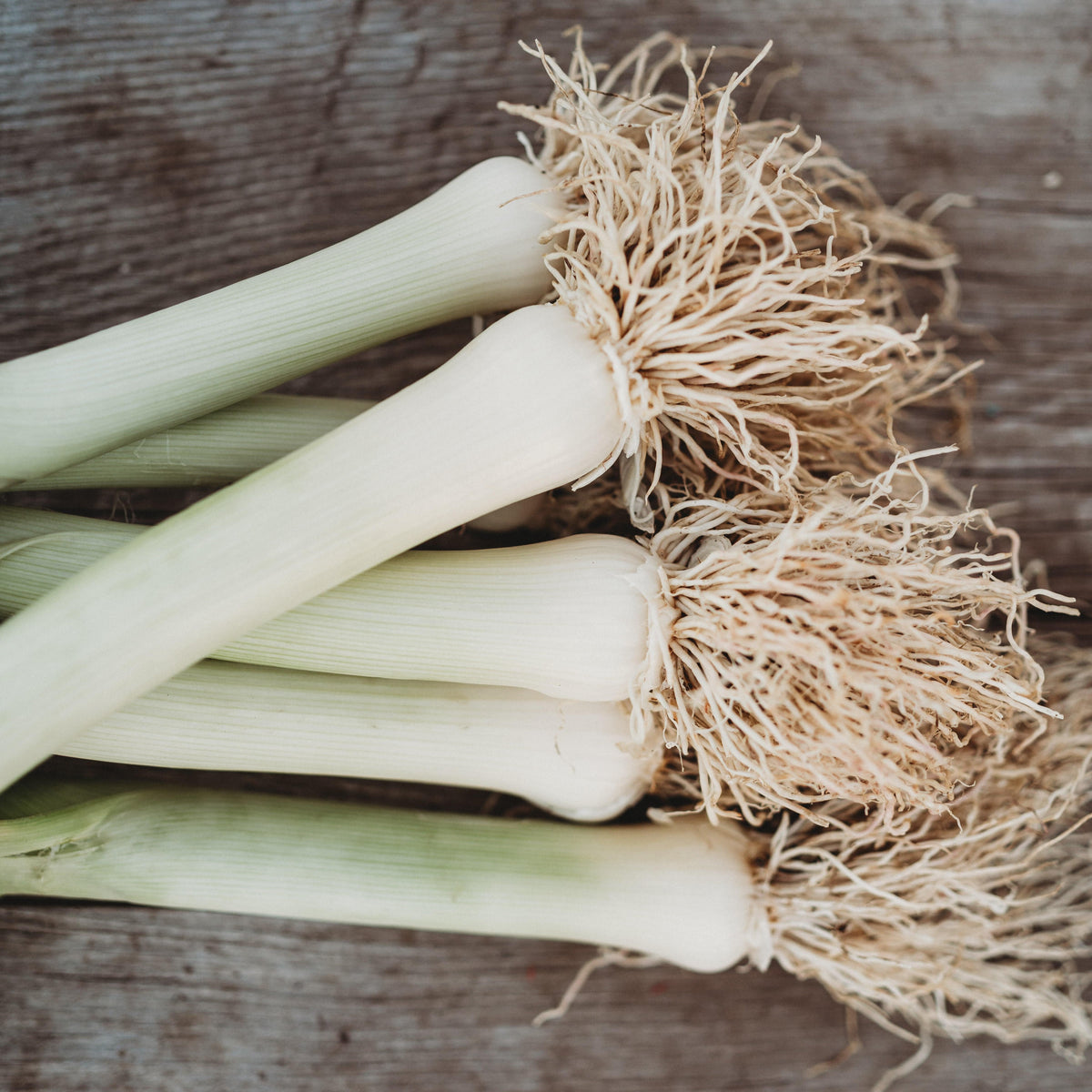 Giant Musselburgh Leek