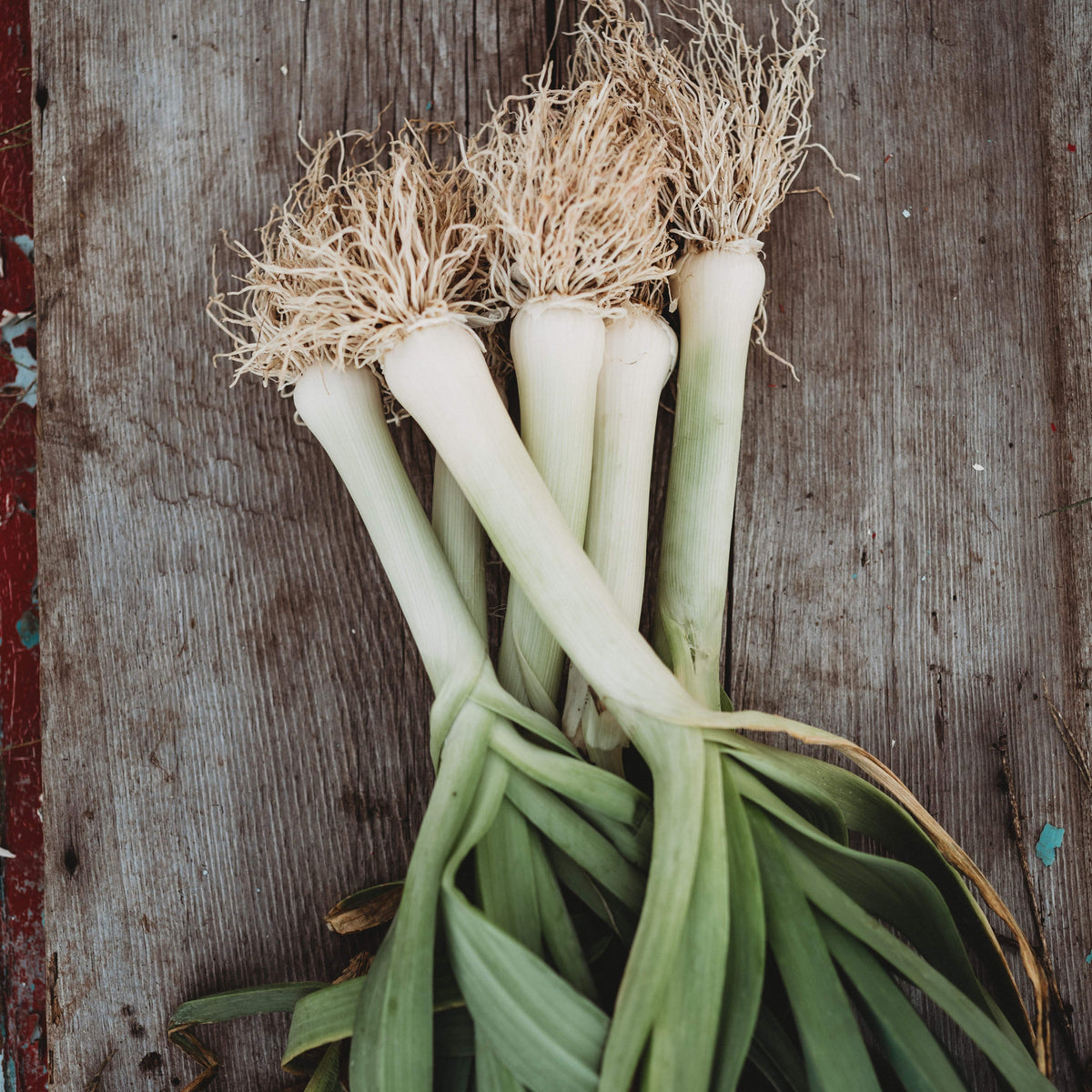 Giant Musselburgh Leek