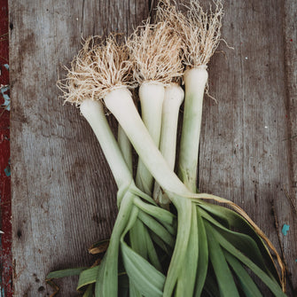 Giant Musselburgh Leek