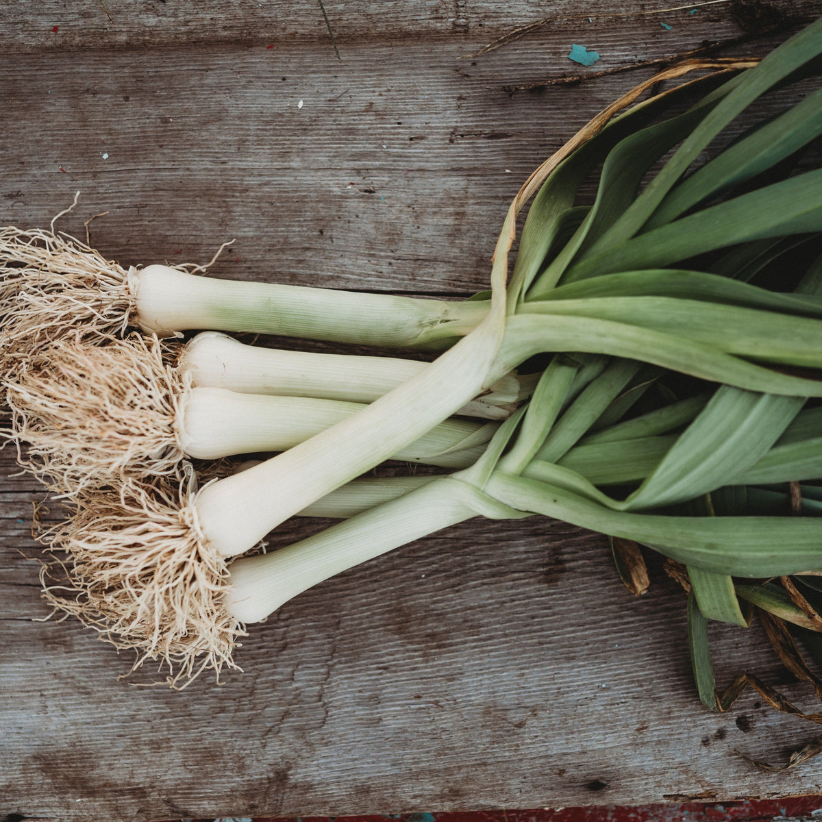 Giant Musselburgh Leek