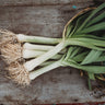 Giant Musselburgh Leek