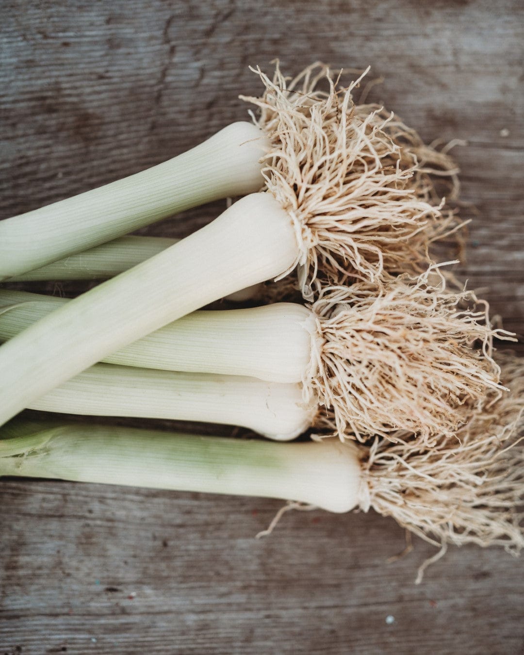 Giant Musselburgh Leek