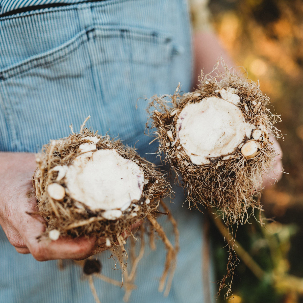 Giant Prague Celeriac