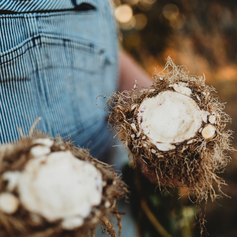 Giant Prague Celeriac