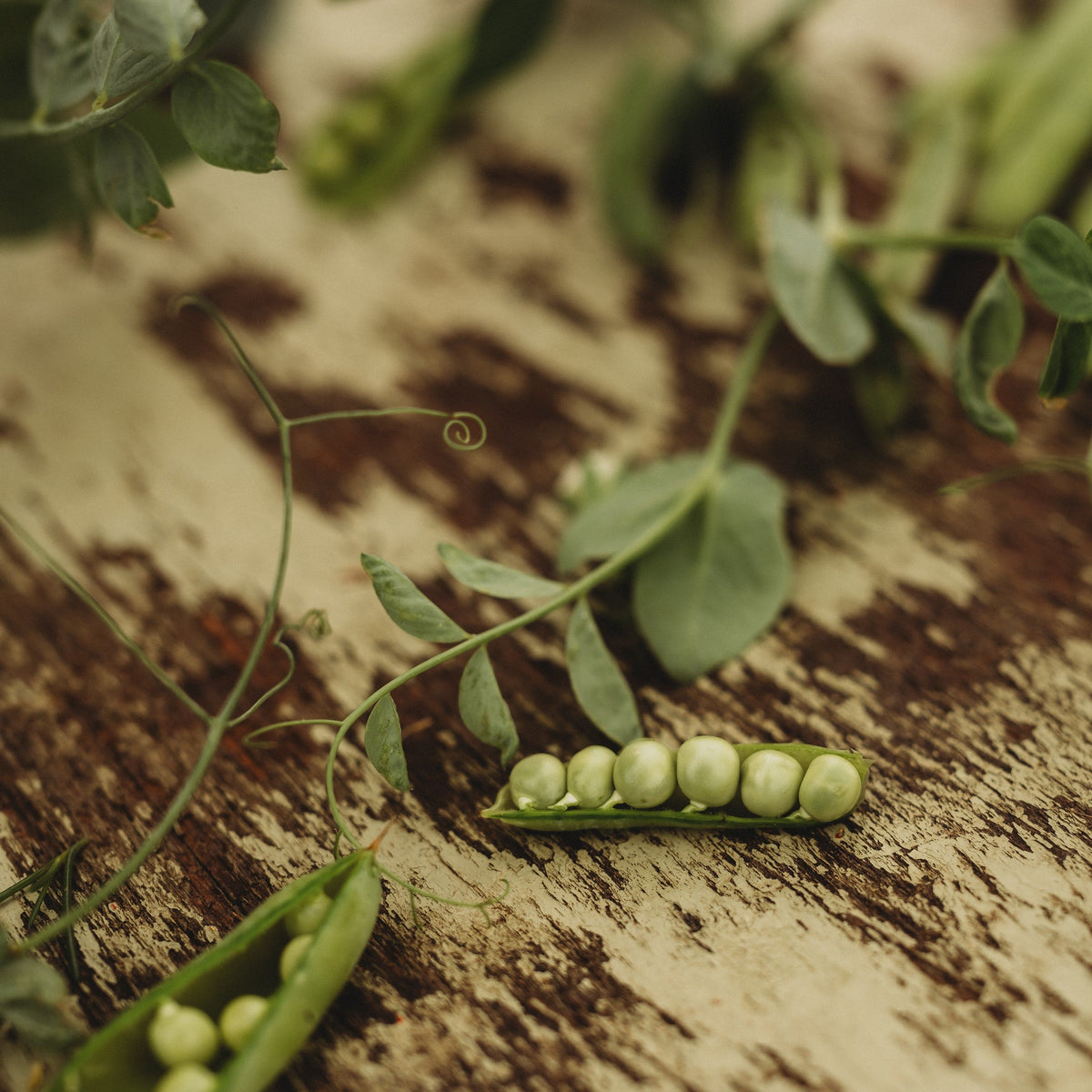 Glory of Devon Climbing Pea