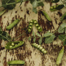 Glory of Devon Climbing Pea