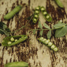 Glory of Devon Climbing Pea