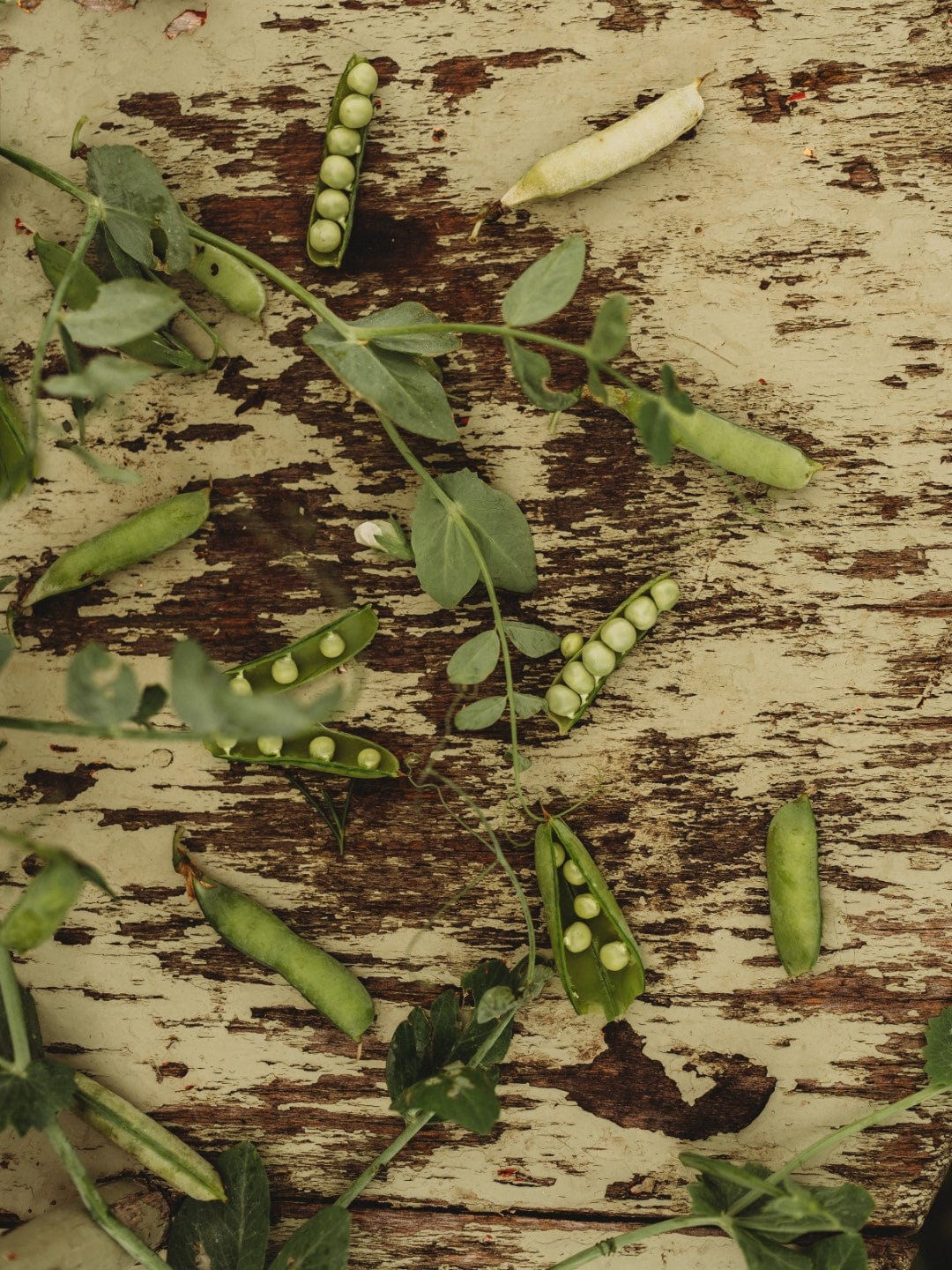 Glory of Devon Climbing Pea