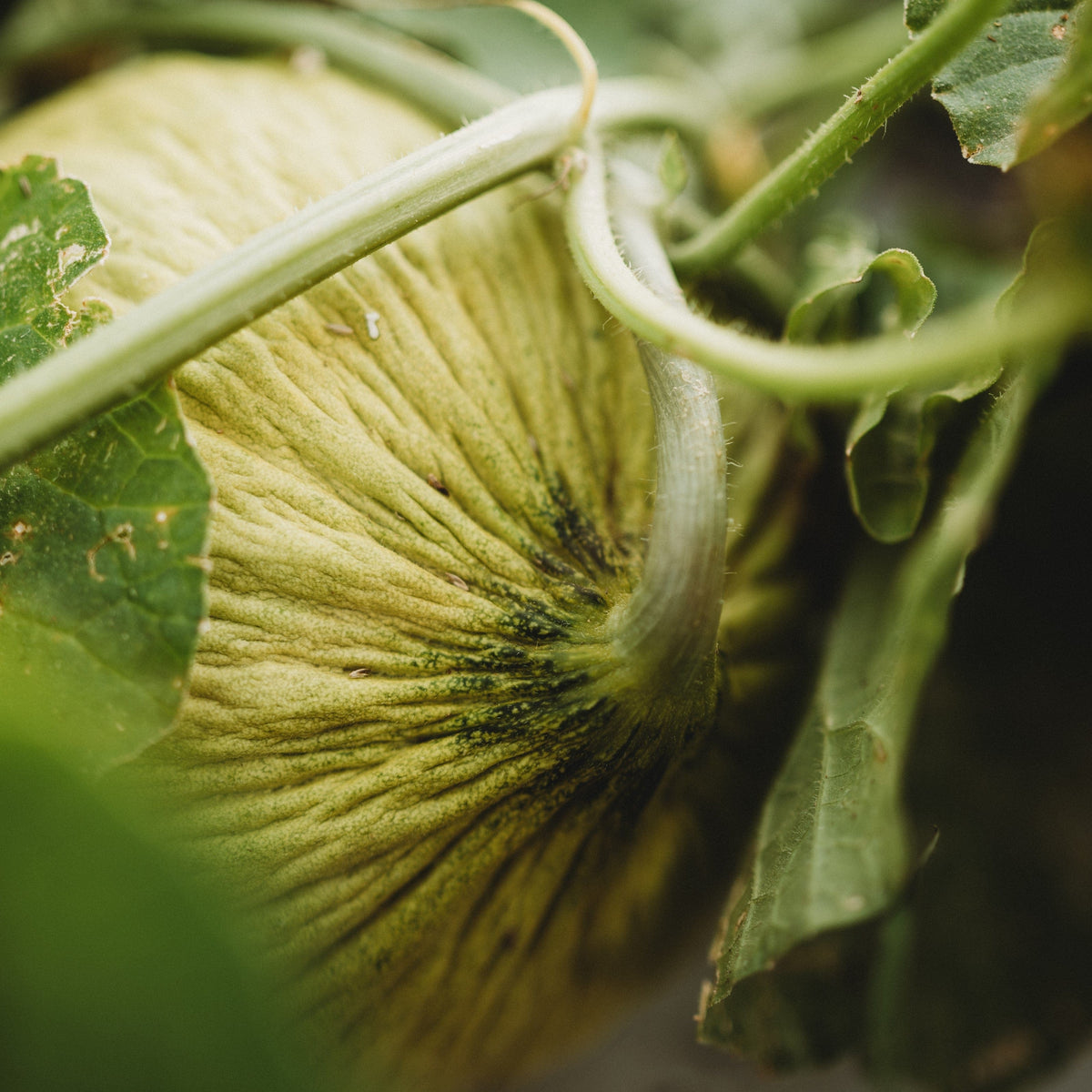 Golden Beauty Casaba Melon