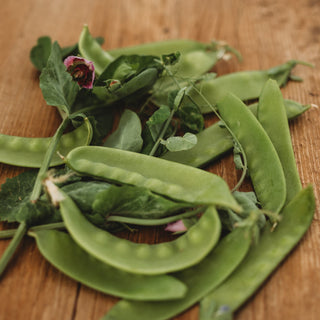 Green Beauty Snow Pea