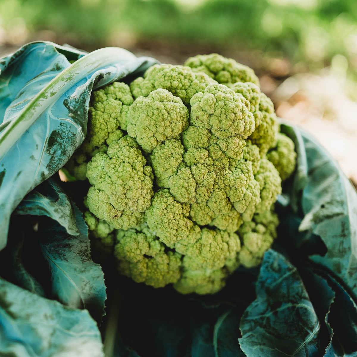 Green Macerata Cauliflower