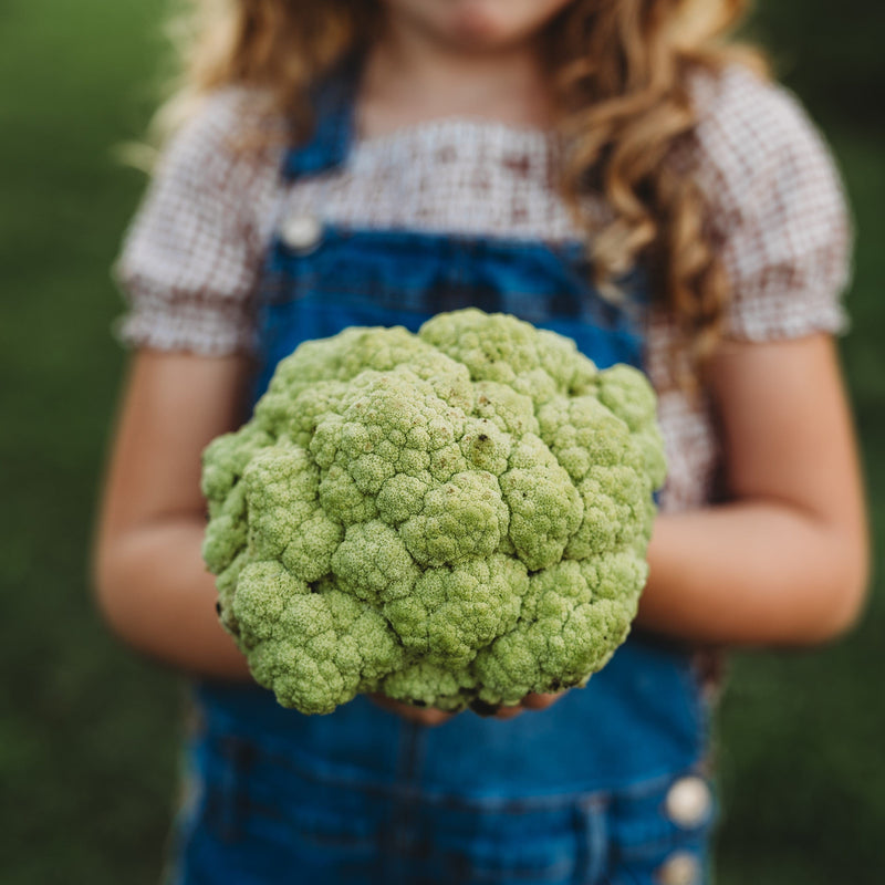 Green Macerata Cauliflower