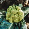 Green Macerata Cauliflower