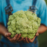 Green Macerata Cauliflower