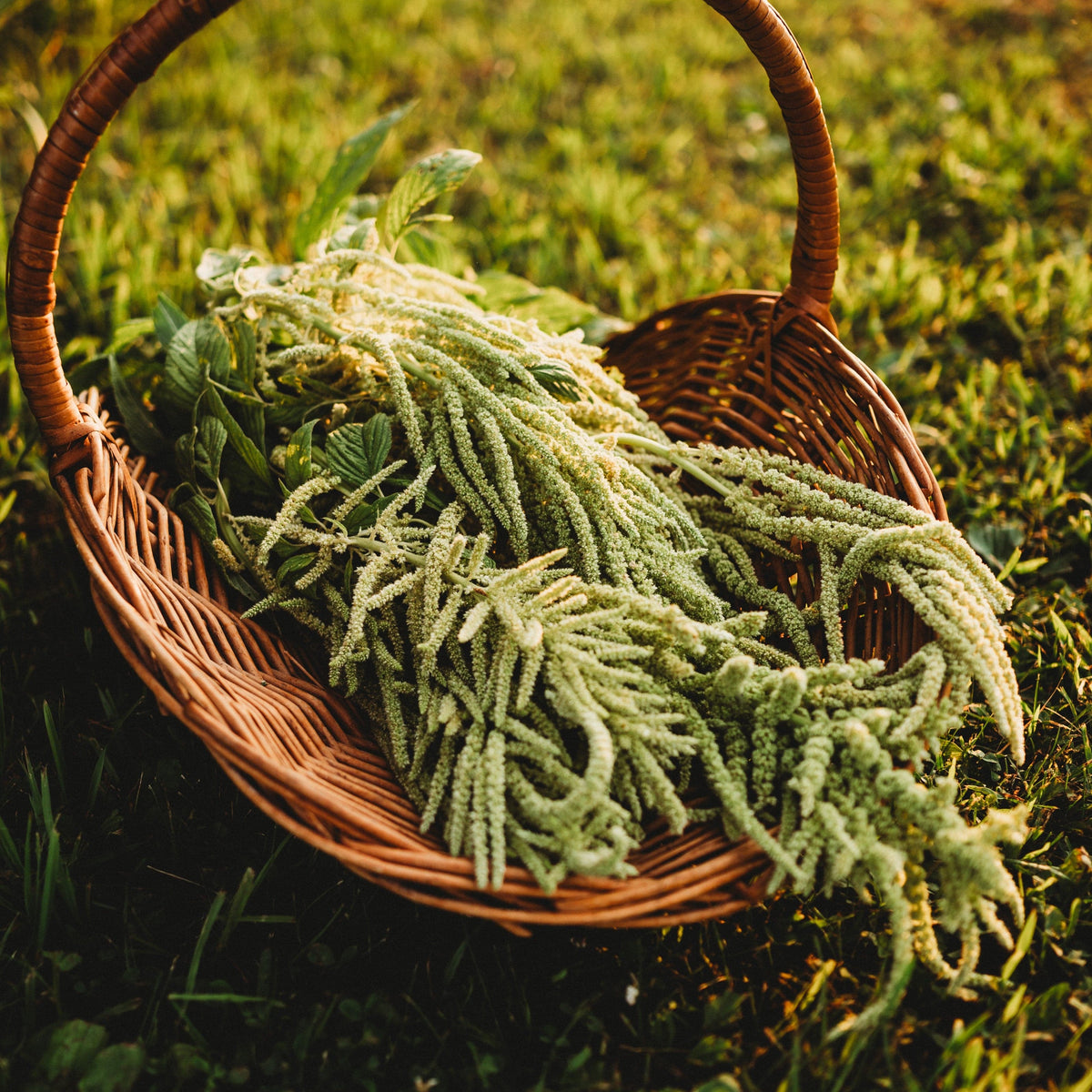 Green Tails Amaranth