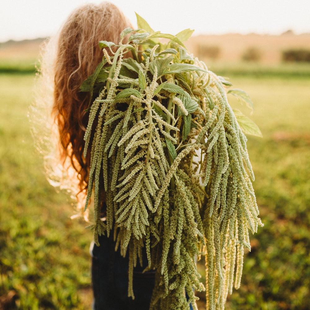 Green Tails Amaranth